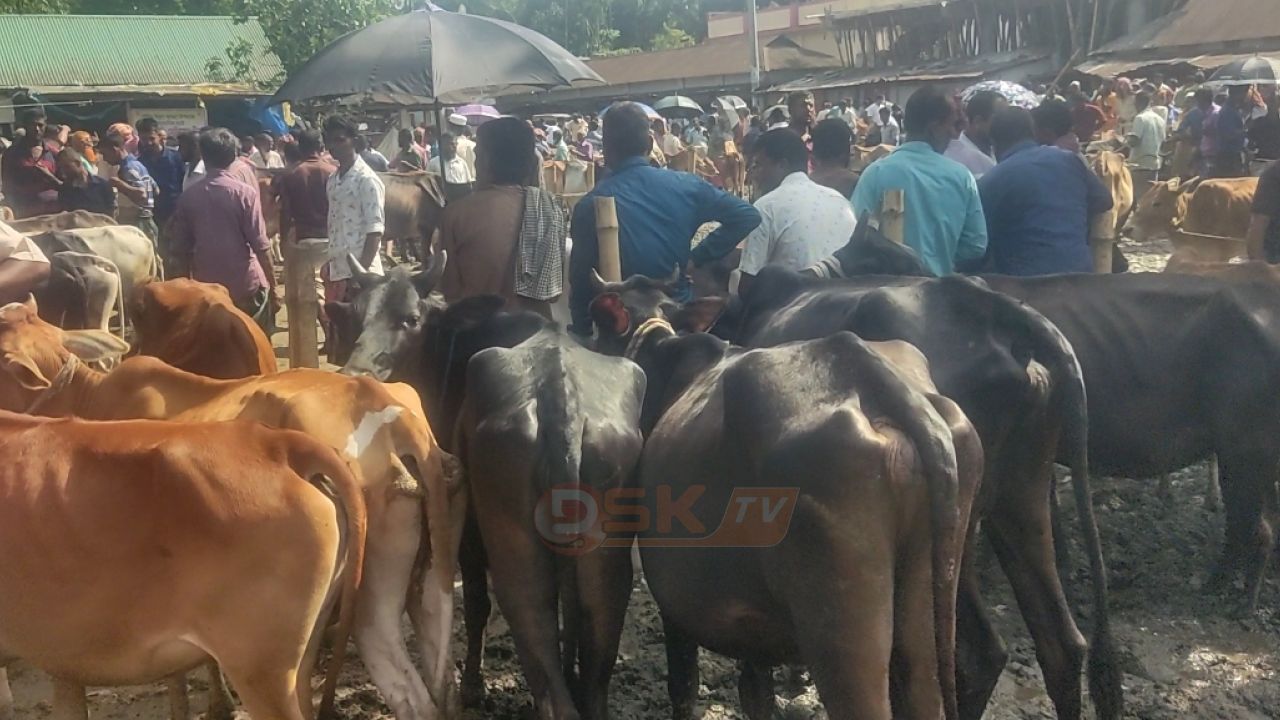 ঈদুল আজহাকে সামনে রেখে ভূরুঙ্গামারীতে শেষ মুহূর্তের পশুর হাটে উপচে পড়া ভিড়, বেচাকেনা কম