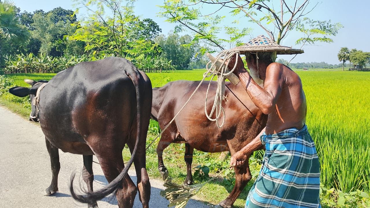 ৭০ বছর বয়সী হাসেন আলীর  সংগ্রাম  